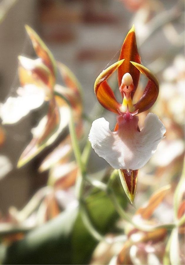 C:\Users\Home\Downloads\original-flowers_look_like_something_else_16.jpg